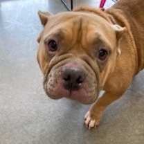 Thumbnail photo of Bauble #2