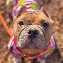 Thumbnail photo of Bauble #3