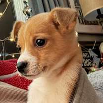 Thumbnail photo of ADAM #3