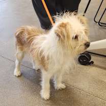 Thumbnail photo of YORK-Stray-14612 #4