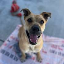 Thumbnail photo of Lilac #3