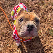 Thumbnail photo of Bauble #4