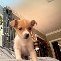 Thumbnail photo of ADAM #4