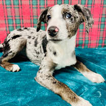 Thumbnail photo of Arlo #3