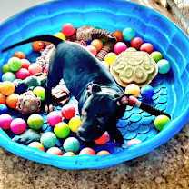 Thumbnail photo of Lucy #4