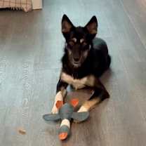 Thumbnail photo of Nikki #3