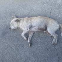 Thumbnail photo of Bolt #1