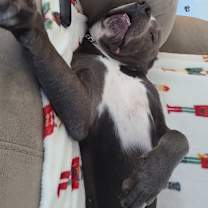 Thumbnail photo of Xan #2