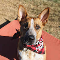 Thumbnail photo of Phoenix #1