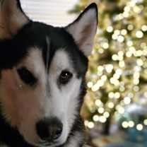 Thumbnail photo of Atticus #1