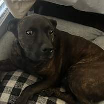 Thumbnail photo of Leo #4