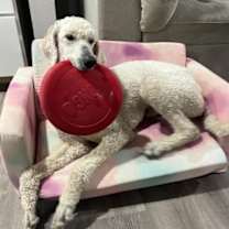 Thumbnail photo of Stark #4