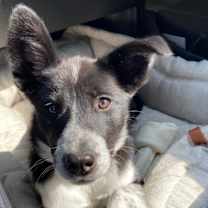 Thumbnail photo of Cleo #2