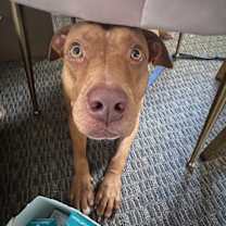 Thumbnail photo of Brie #1