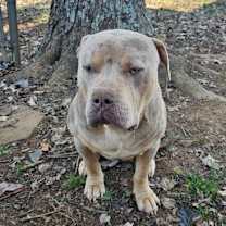 Thumbnail photo of Apollo #1