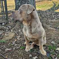 Thumbnail photo of Apollo #2