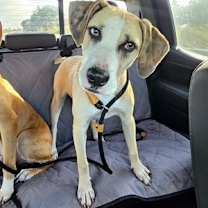 Thumbnail photo of Bo #2