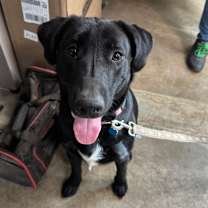 Thumbnail photo of Pico #1