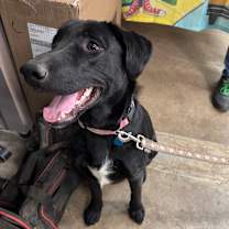 Thumbnail photo of Pico #2