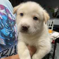 Thumbnail photo of Kubo* #2