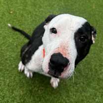 Thumbnail photo of Mamba #2