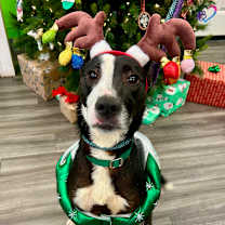 Thumbnail photo of Calzone #1