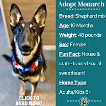 Thumbnail photo of Monarch #1