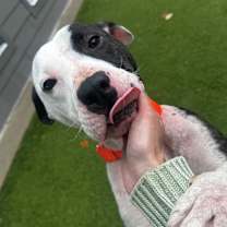 Thumbnail photo of Mamba #4