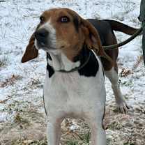 Thumbnail photo of Ladybird #3