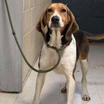 Thumbnail photo of Ladybird #4