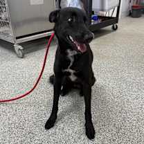 Thumbnail photo of Rosy #2