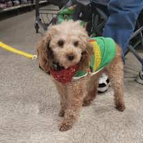 Thumbnail photo of Rusty #1