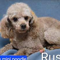 Thumbnail photo of Rusty #2