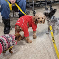 Thumbnail photo of Rusty #4