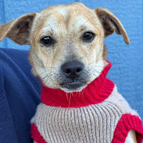 Thumbnail photo of Ron Burgundy #1