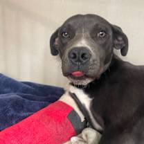 Thumbnail photo of Chicken #2