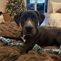 Thumbnail photo of Chicken #3