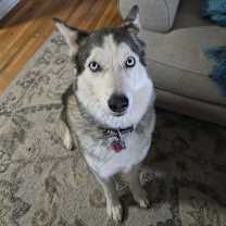 Thumbnail photo of Mika #2