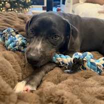 Thumbnail photo of Chicken #4