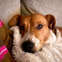 Thumbnail photo of Louise *adoption pending* #1