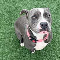 Thumbnail photo of Gracie #3