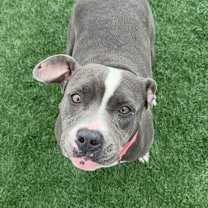 Thumbnail photo of Gracie #4