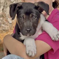 Thumbnail photo of Hank meet me 1/2 #1