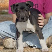 Thumbnail photo of Hank meet me 1/2 #2