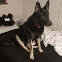 Thumbnail photo of Zara #3