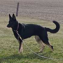 Thumbnail photo of Zara #4