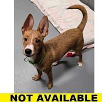 Thumbnail photo of Chipmunk #2