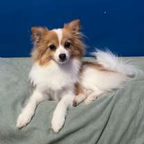 Thumbnail photo of Katana #3