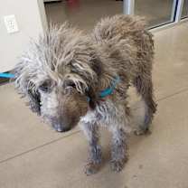 Thumbnail photo of Henry #1