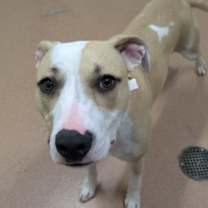 Thumbnail photo of Biscuit #3